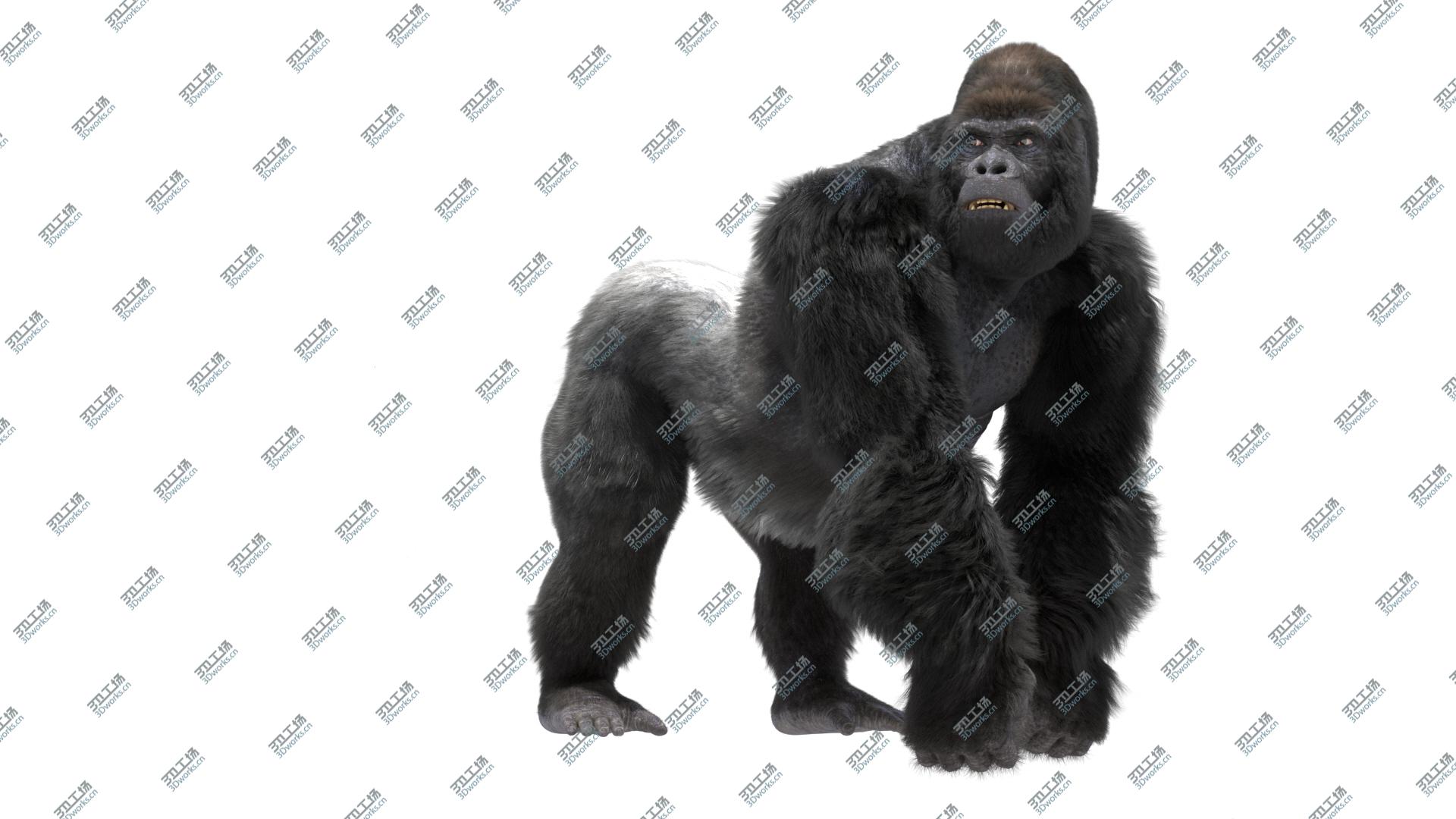 images/goods_img/20210114/Mountain Gorilla Fur (Rigged) 3D model/3.jpg